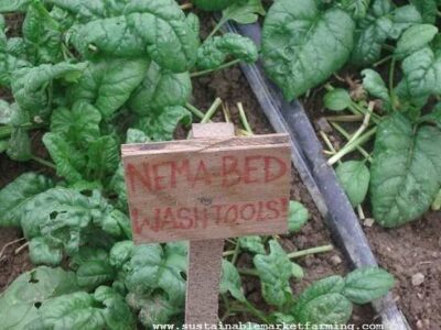 Managing Nematodes in the Hoophouse Image